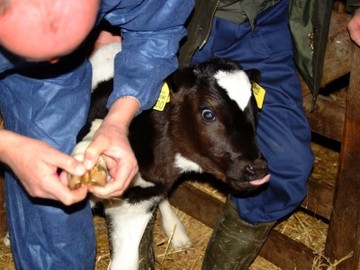 Klauenuntersuchung beim Kalb