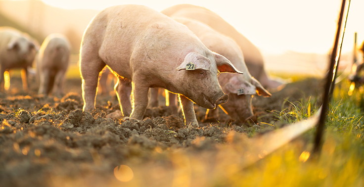 Schweine auf dem Feld