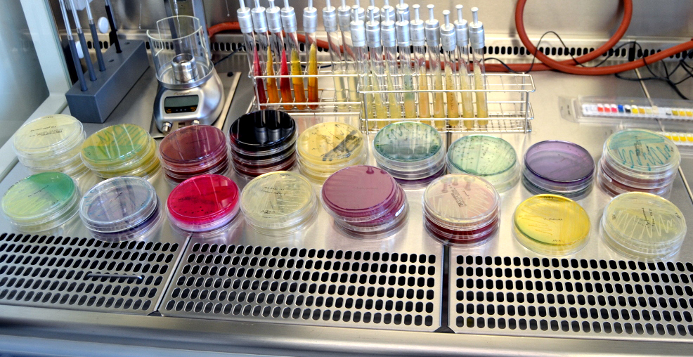 Petri dishes and test tubes